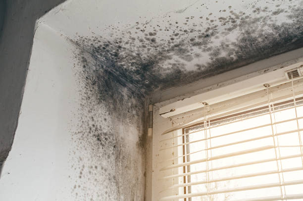 Affordable Mold Removal solutions in Johnstown, CO